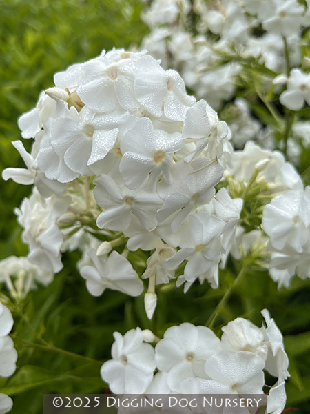 Phlox paniculata &lsquo;David&rsquo;
