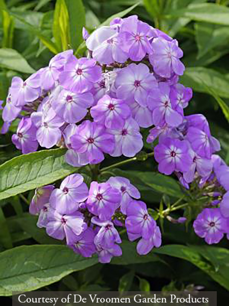 Phlox paniculata &lsquo;David�s Lavender&rsquo;