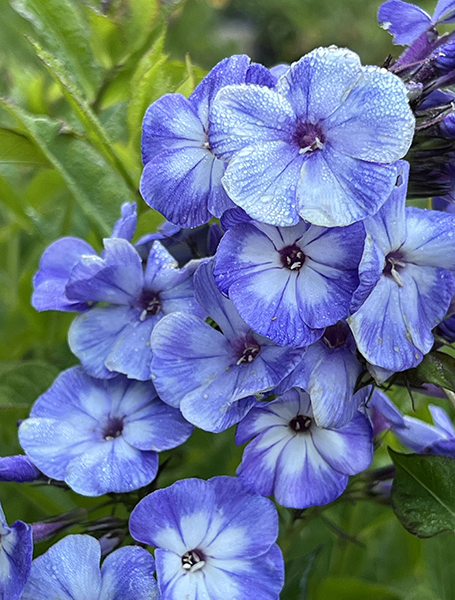 Phlox paniculata &lsquo;Gzhel&rsquo;