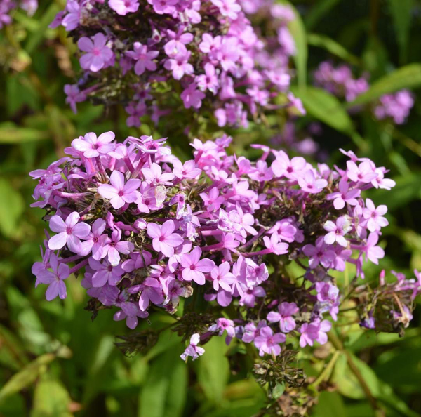Phlox paniculata &lsquo;Jeana&rsquo;