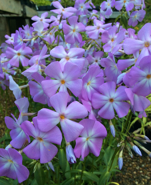 Phlox glaberrima &lsquo;Morris Berd&rsquo;