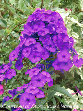 Phlox paniculata &lsquo;Nicky (Dusterlohe)&rsquo;