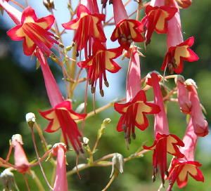 Phygelius rectus &lsquo;African Queen&rsquo;