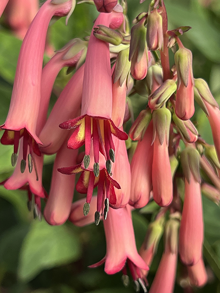 Phygelius rectus ‘Pink Elf’