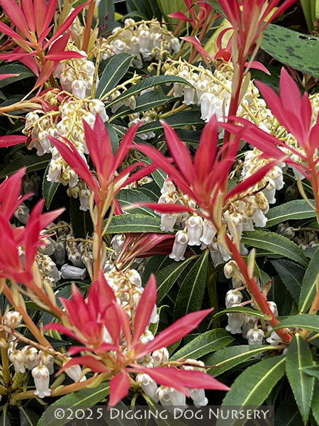 Pieris &lsquo;Forest Flame&rsquo;