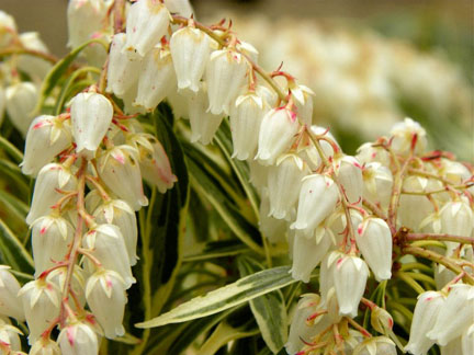 Pieris japonica &lsquo;Little Heath&rsquo;