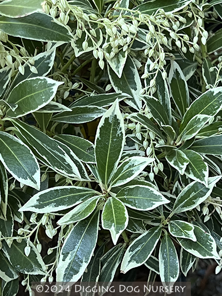 Pieris japonica ‘Variegata’