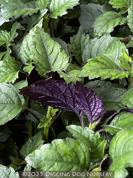 Plectranthus &lsquo;Mona Lavender&rsquo;