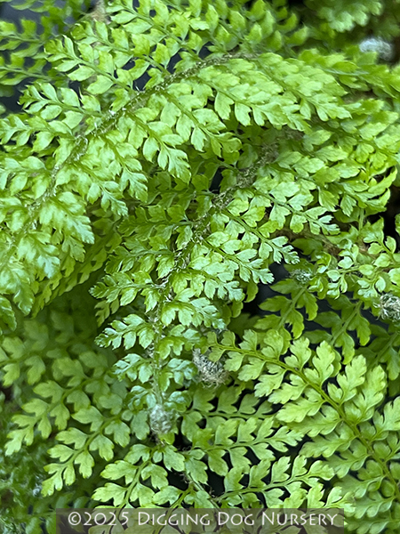 Polystichum setiferum &lsquo;Herrenhausen&rsquo;