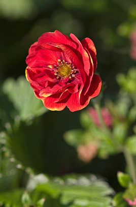 Potentilla &lsquo;Arc En Ciel&rsquo;