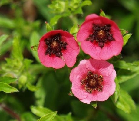 Potentilla nepalensis &lsquo;Ron Mcbeath&rsquo;