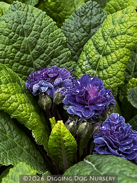Primula ‘Blue Sapphire’