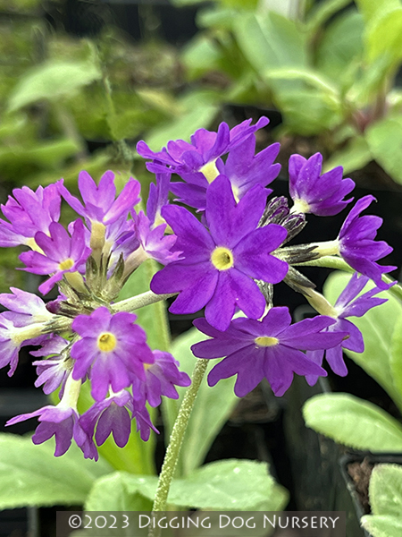 Primula denticulata ‘Blue Selection’