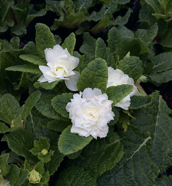 Primula polyantha &lsquo;Dawn Ansell&rsquo;
