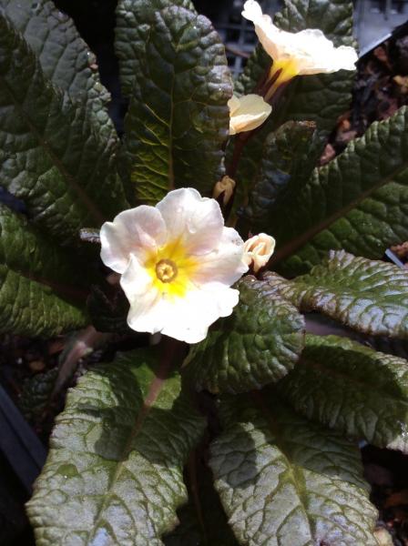 Primula &lsquo;Dunbeg&rsquo;