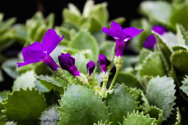 Primula marginata &lsquo;Mauve Mist&rsquo;