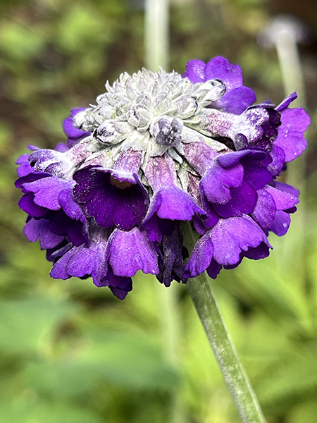 Primula capitata &lsquo;Salvana&rsquo;
