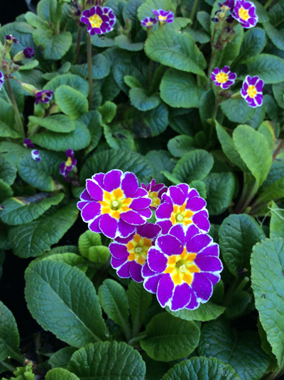 Primula elatior x &lsquo;Silver Lace Purple&rsquo;