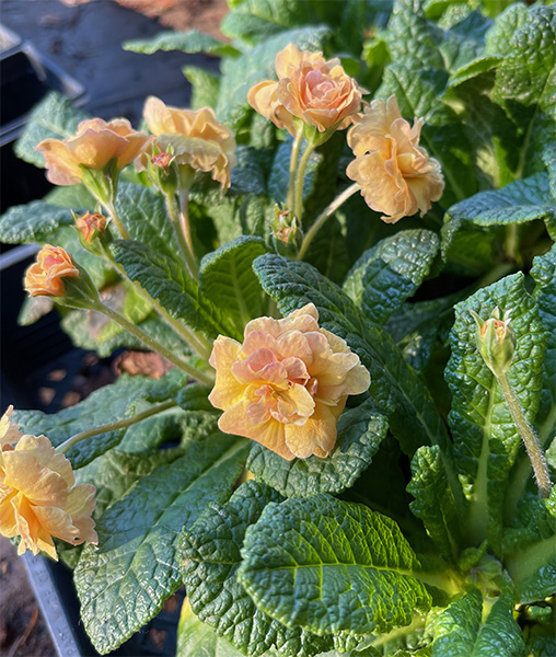 Primula vulgaris &lsquo;Sunshine Susie&rsquo;