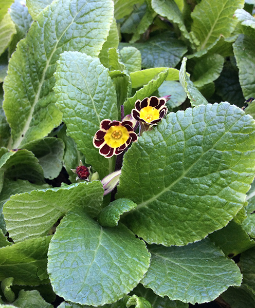 Primula elatior &lsquo;Victorian Gold Lace Black&rsquo;