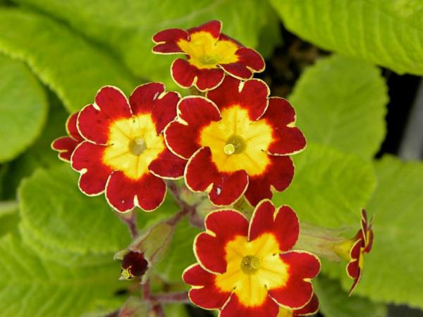 Primula elatior ‘Victoriana Gold Lace Red’