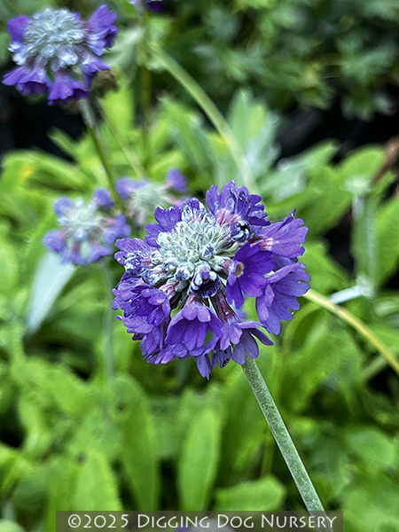 Primula capitata ssp. mooreana