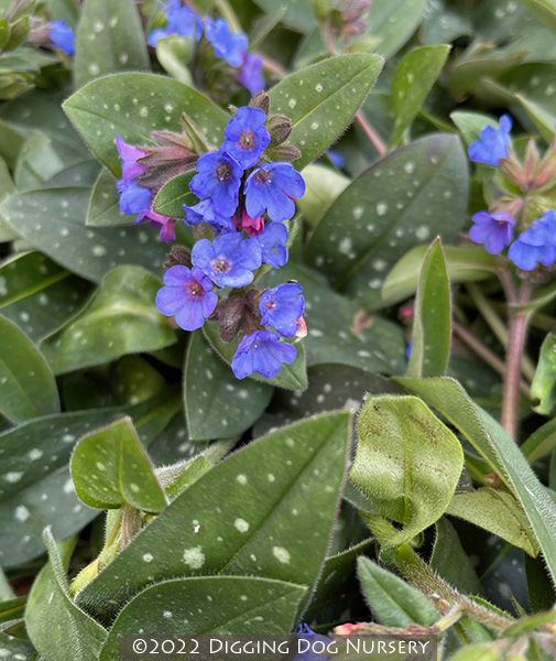 Pulmonaria &lsquo;Benediction&rsquo;