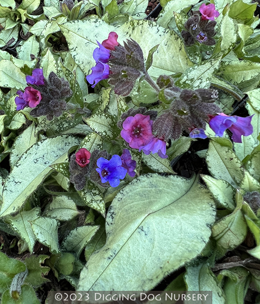 Pulmonaria &lsquo;Diana Clare&rsquo;