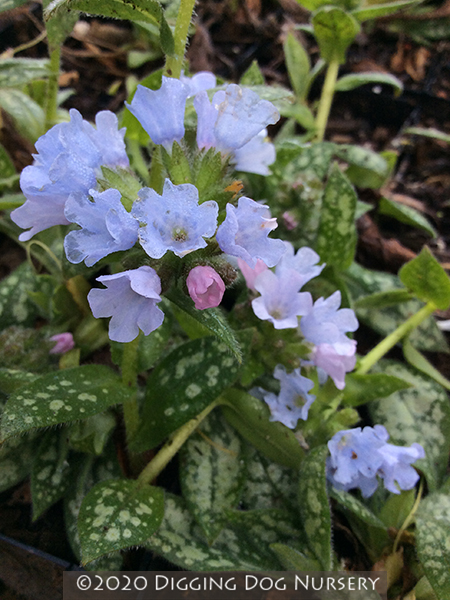 Pulmonaria ‘Opal’