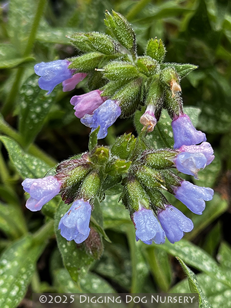 Pulmonaria ‘Roy Davidson’