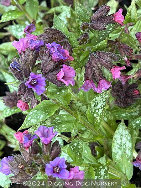 Pulmonaria &lsquo;Silver Bouquet&rsquo;