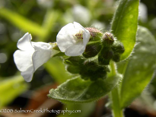 Pulmonaria saccharata ‘Sissinghurst White’