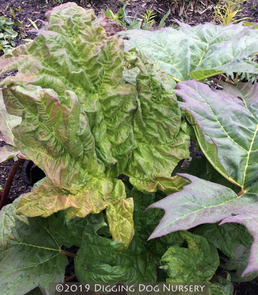 Rheum palmatum