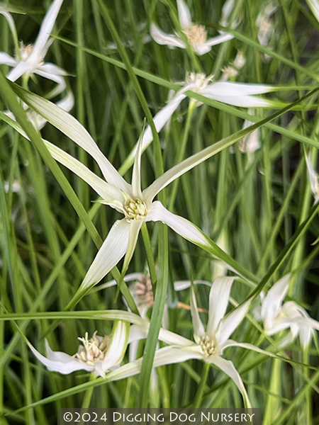 Rhynchospora colorata