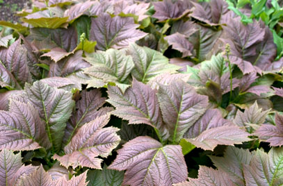 Rodgersia podophylla &lsquo;Bronze Form&rsquo;