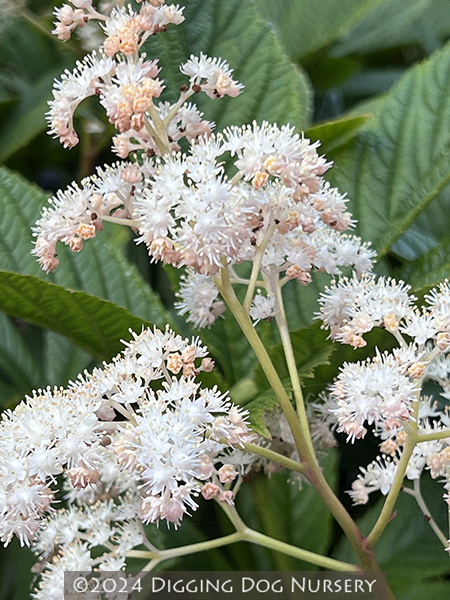 Rodgersia pinnata &lsquo;Elegans&rsquo;