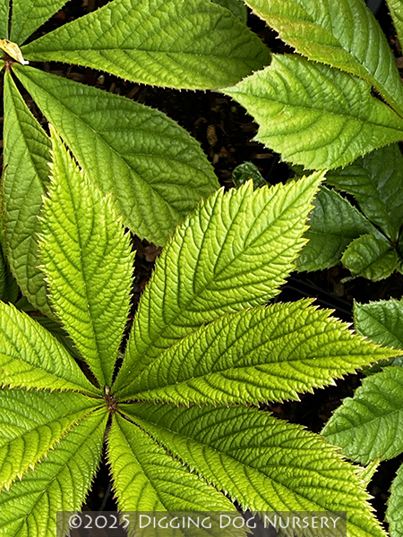 Rodgersia sambucifolia
