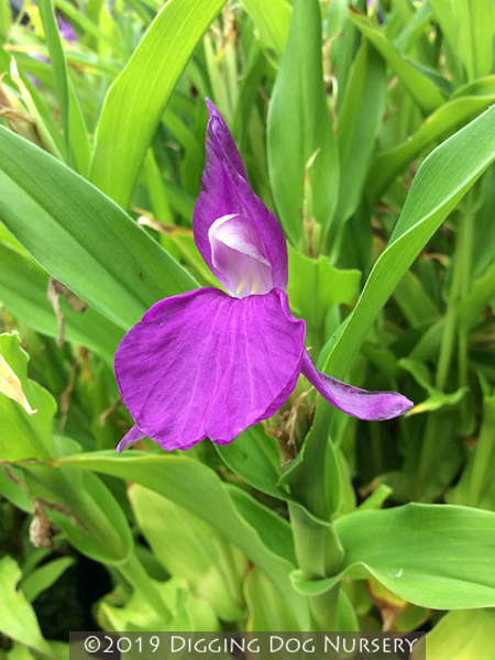 Roscoea auriculata
