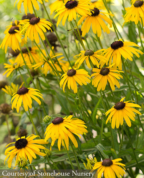 Rudbeckia fulgida &lsquo;Viettes Little Suzy&rsquo;