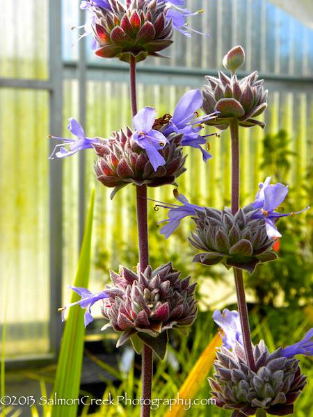 Salvia &lsquo;Allen Chickering&rsquo;