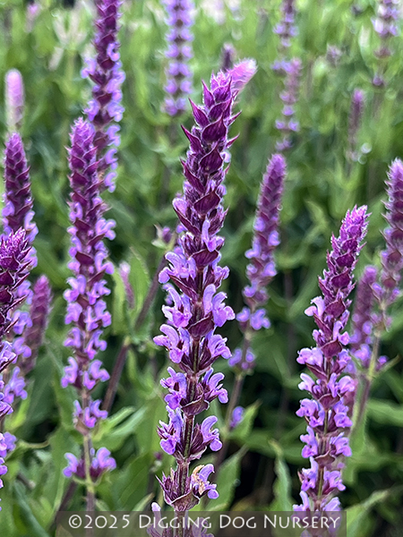Salvia nemorosa ‘Amethyst’