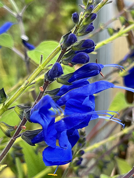 Salvia &lsquo;Big Swing&rsquo;