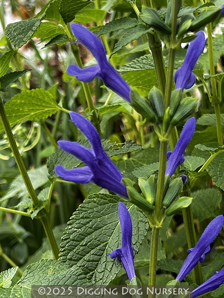 Salvia guaranitica &lsquo;Blue Ensign&rsquo;