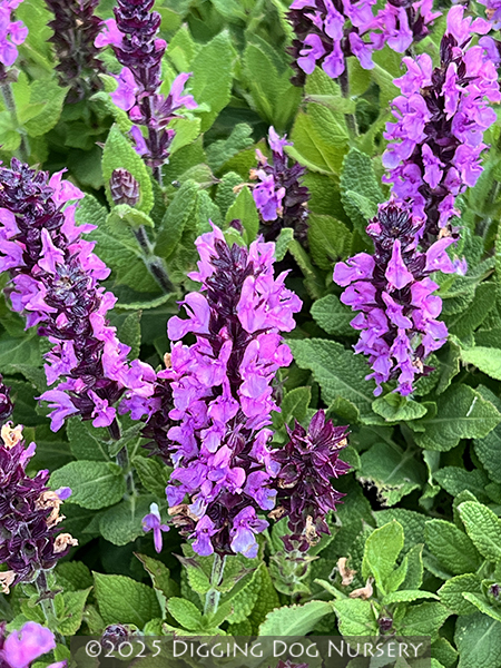 Salvia nemorosa &lsquo;Midnight Rose&rsquo;