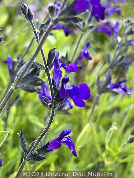 Salvia &lsquo;Nuevo Leon&rsquo;