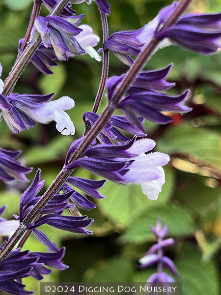 Salvia ‘Phyllis Fancy’