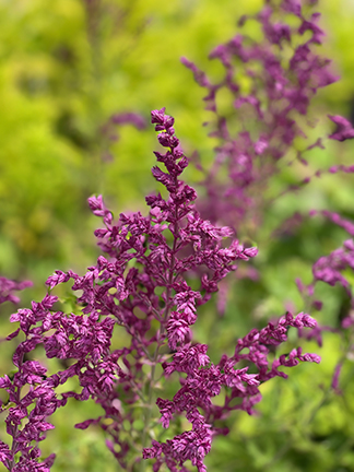 Salvia nemorosa &lsquo;Schwellenburg&rsquo;