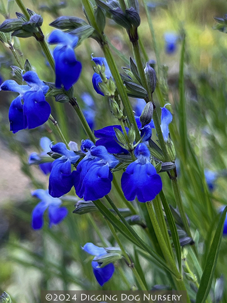 Salvia reptans &lsquo;West Texas Form&rsquo;