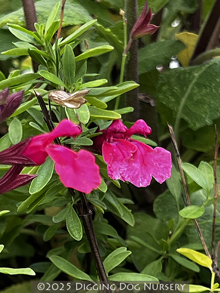 Salvia greggii ‘Wild Thing’