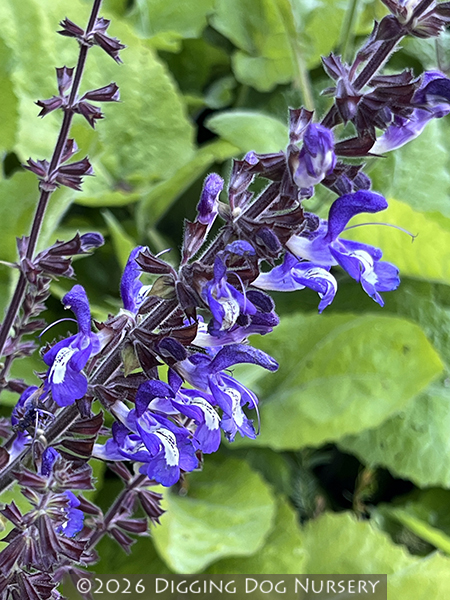 Salvia forsskaolii